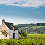 Vineyard. Pommard, Cote de Beaune, d'Or, Burgundy, France
