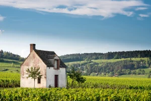 Uncover the art of winemaking in Beaune's vineyards