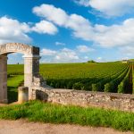 Vigne Clos des Avaux à Beaune, en Bourgogne
