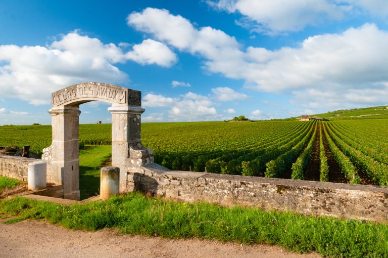Vigne Clos des Avaux à Beaune, en Bourgogne