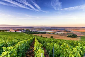 Wander through Champagne's lush vineyards
