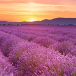 Sunrise over fields of lavender in the Provence, France