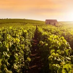 Champagne Vineyards at sunset, Montagne de Reims, France